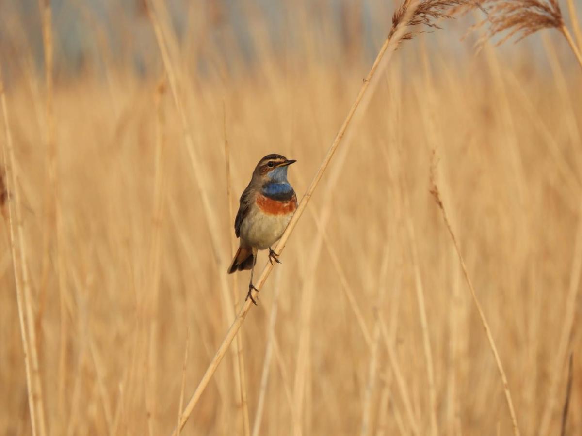 Gastenverblijf De Natureluur Noorden 外观 照片